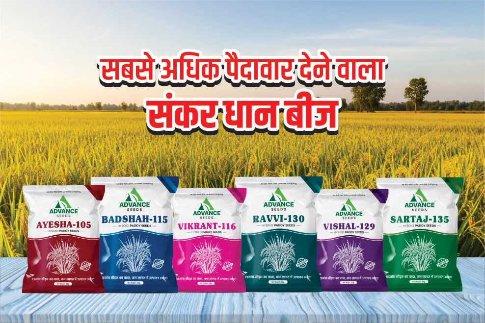 Hybrid Paddy Seeds by Advance Seeds - High Yielding Seeds